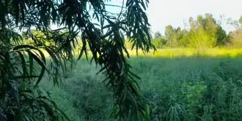 Участвуем в конкурсе "Сцяжынкамi Бацькаýшчыны"